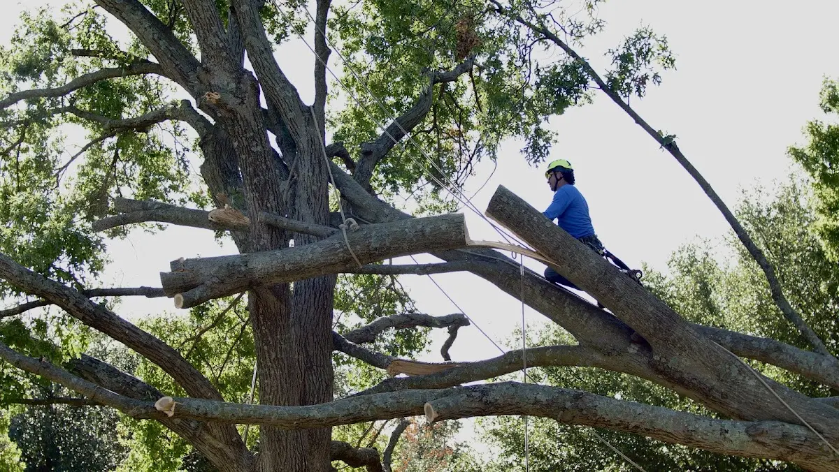 Professional Crown Thinning performed by certified arborists in Kingsley
