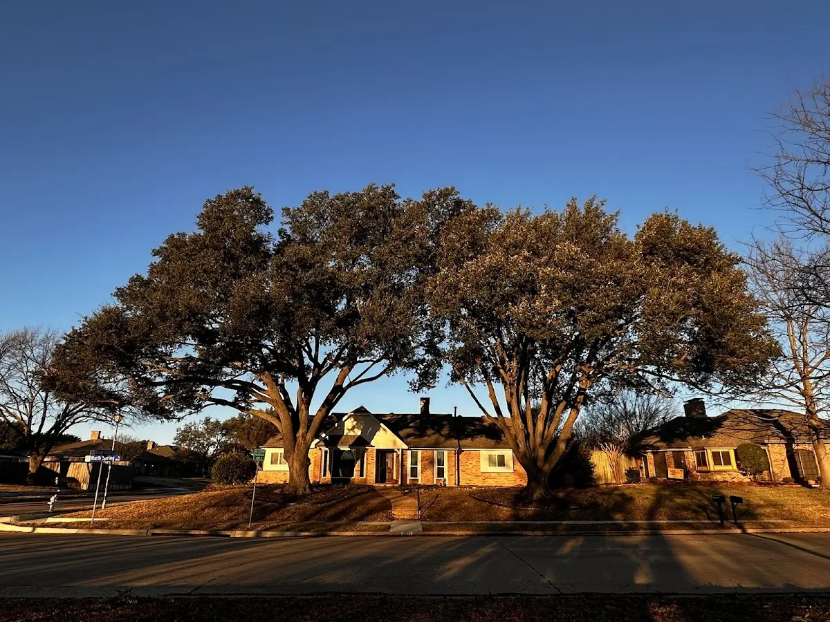 Established residential canopy tree shading a home in Kingsley